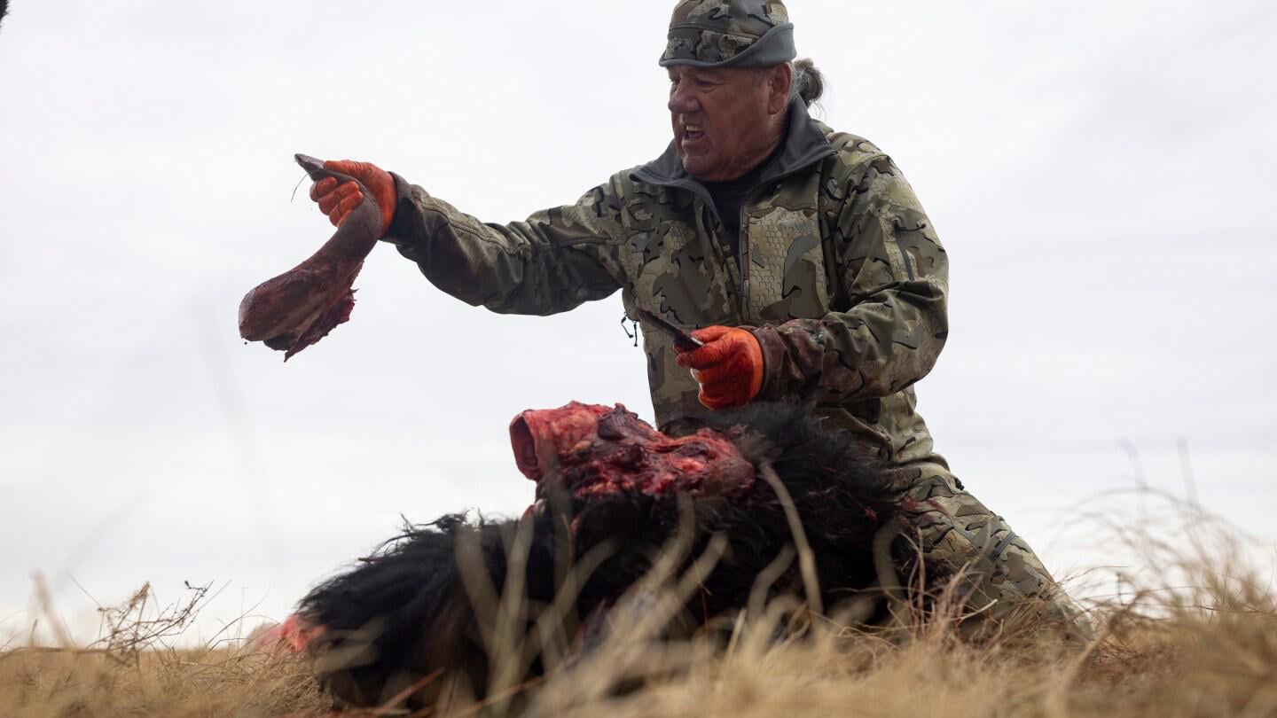 Tribes that restored buffalo are killing some to feed people because of the shutdown
