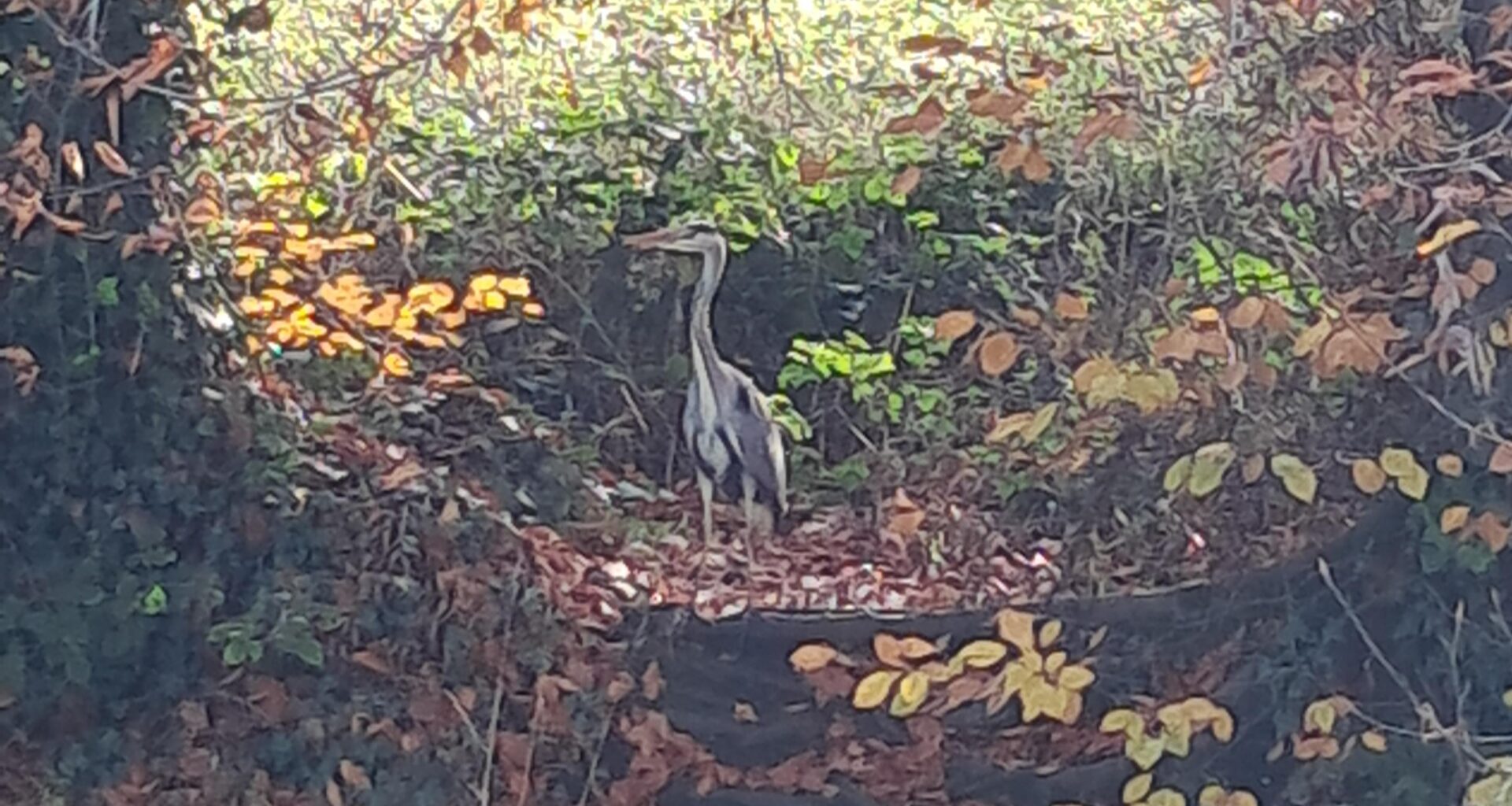 Heron posed for me