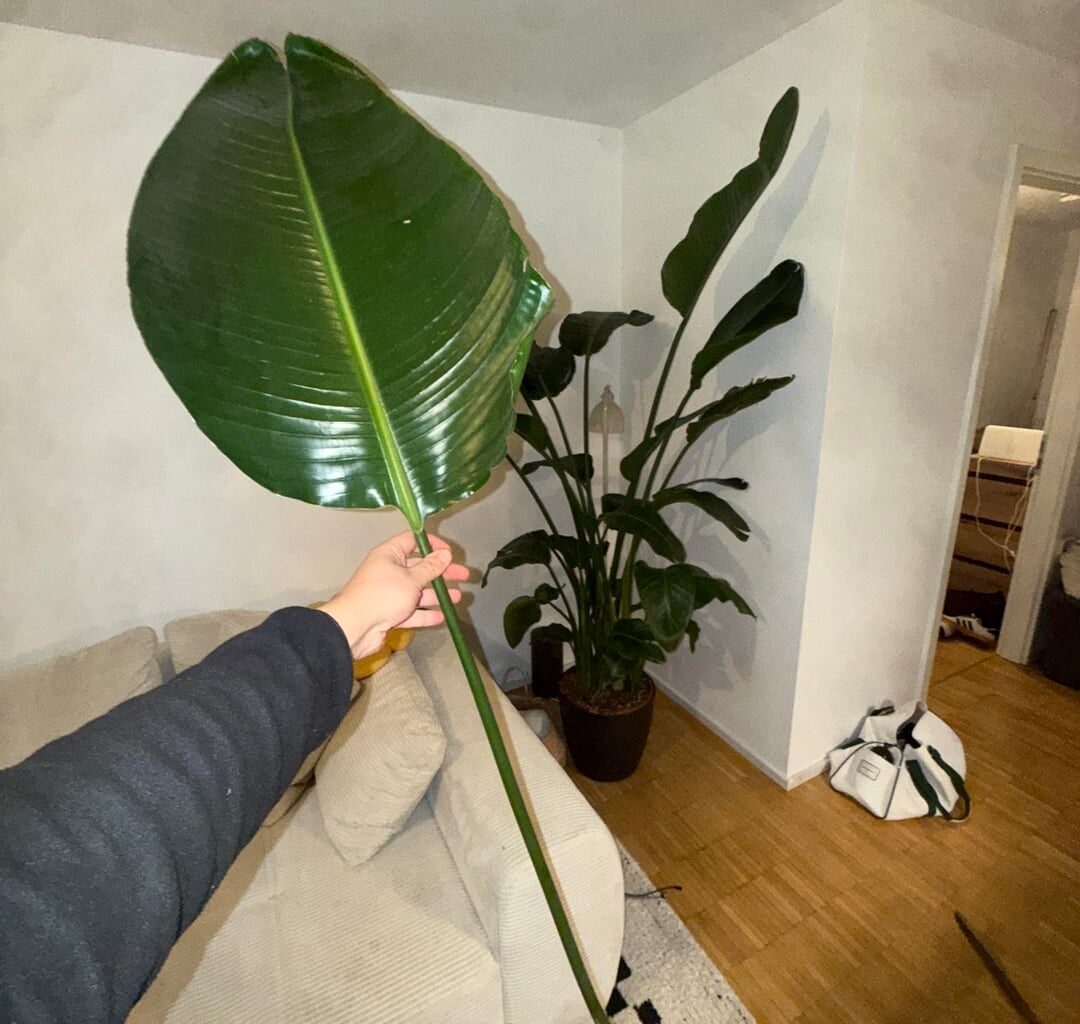 Strelitzia geht’s nicht gut Hilfe