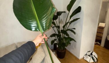 Strelitzia geht’s nicht gut Hilfe