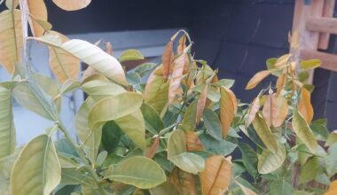 Madarinenbaum unter Folie und verfärbte Blätter