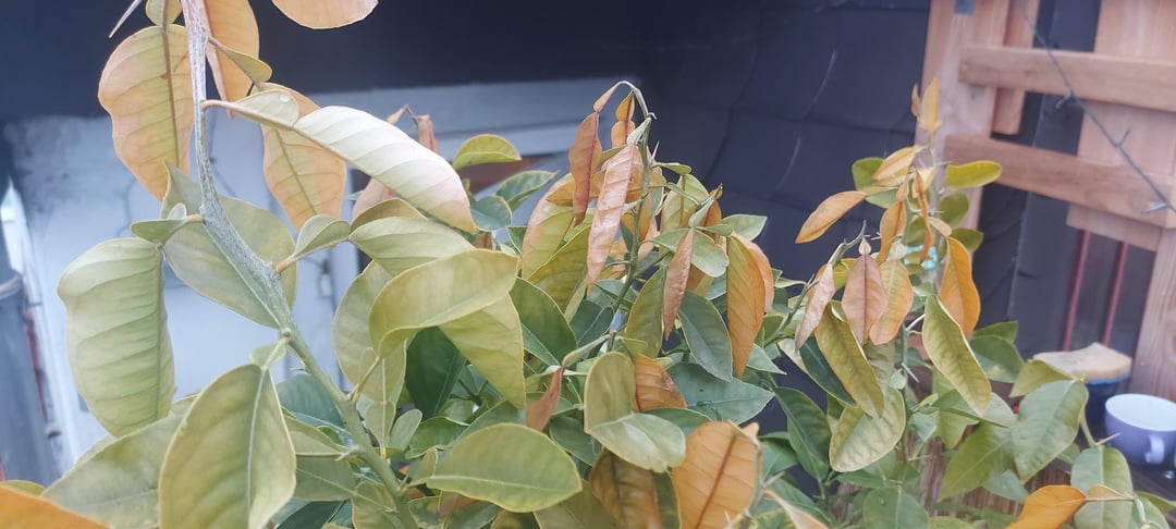 Madarinenbaum unter Folie und verfärbte Blätter