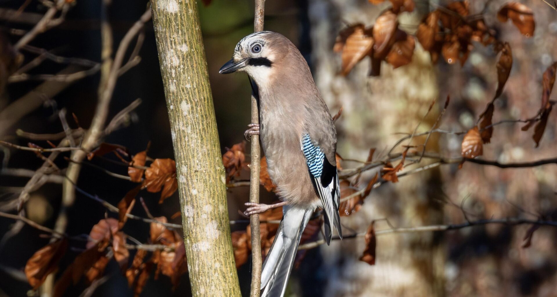 Der Eichelhäher – der Wächter des Waldes
