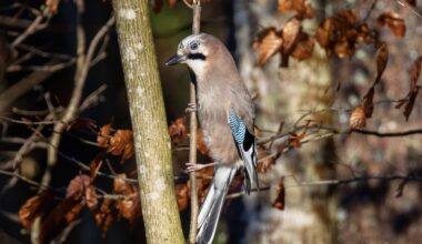 Der Eichelhäher – der Wächter des Waldes