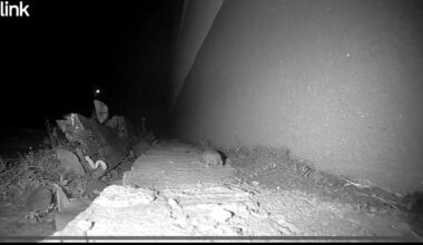 Ist das eine Spitzmaus?