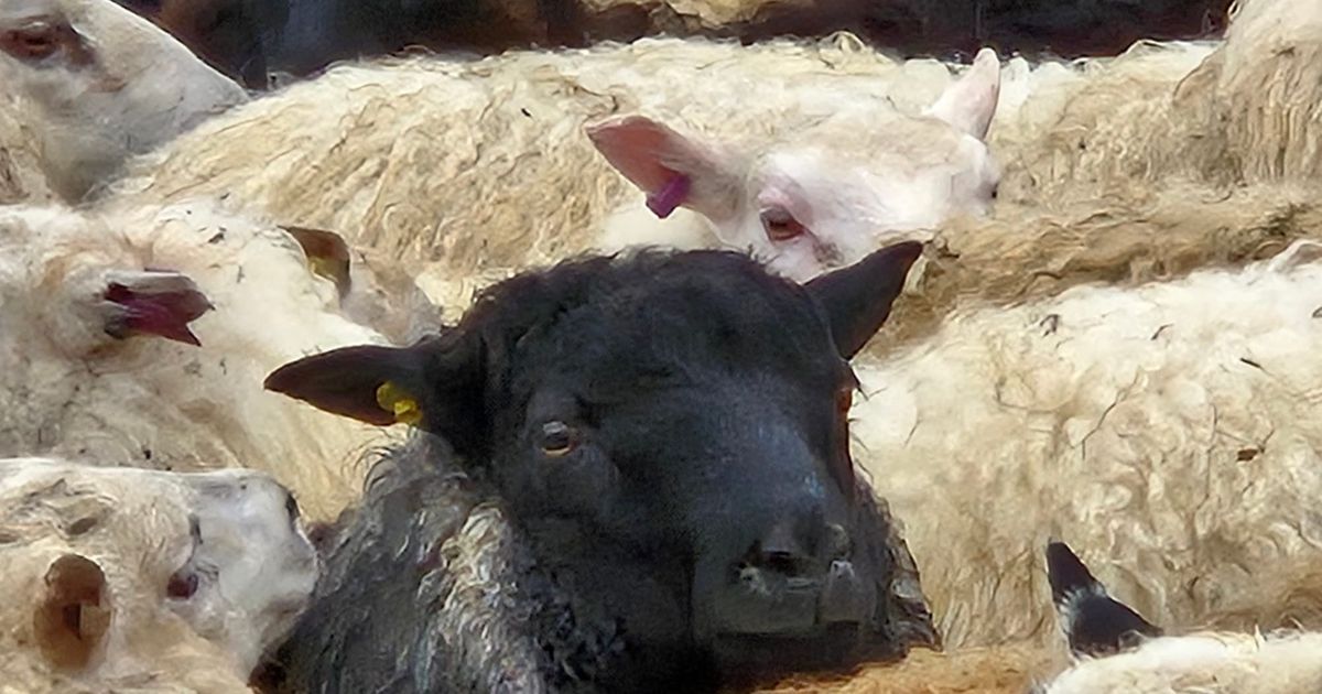 For this mother-daughter duo, Iceland was a knitter's haven