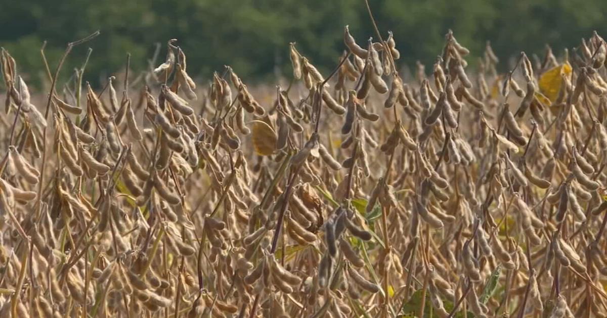 Indiana soybean farmer cautiously optimistic as China agrees to drop tariffs, buy from US | Business