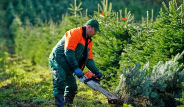 Christmas harvest begins in Germany, where some say decorating trees began | Features