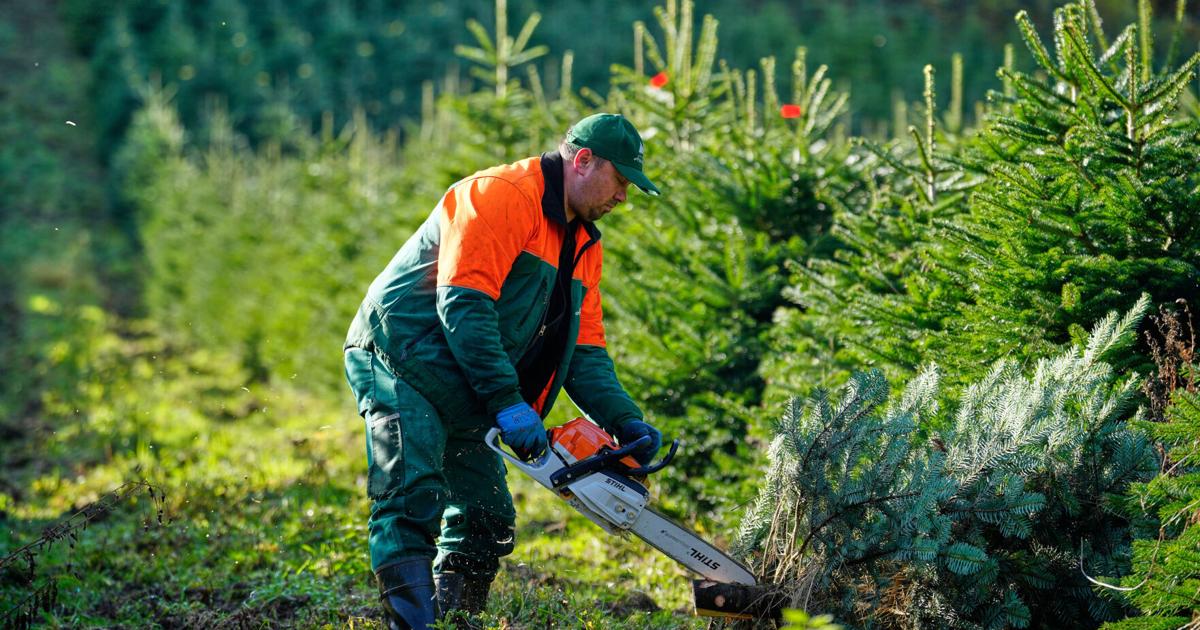 Christmas harvest begins in Germany, where some say decorating trees began | Features