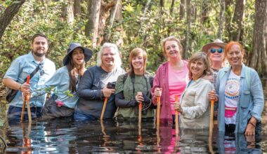 Wandering the Swamp | Environment