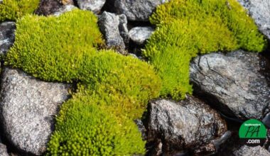 Moss survives exposure to space in International Space Station experiment | Life