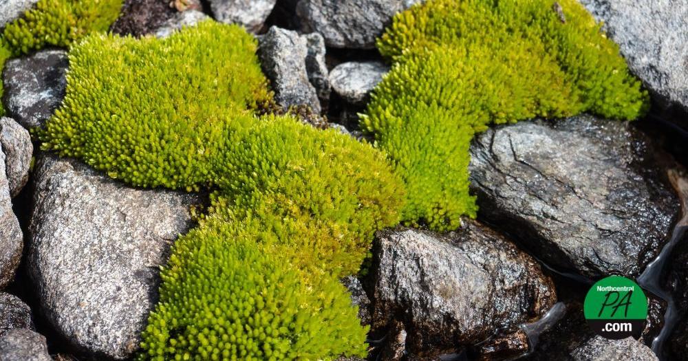 Moss survives exposure to space in International Space Station experiment | Life