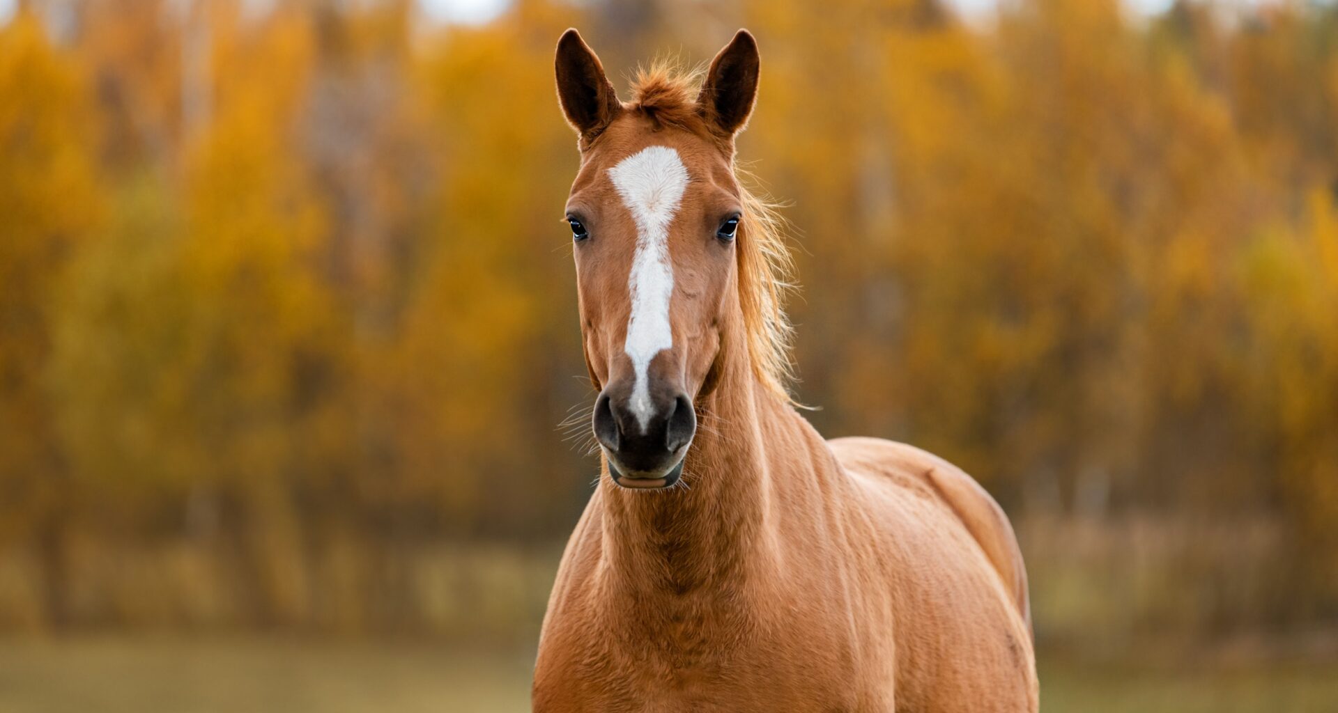 Biotech company launches equine supplement targeting immune and cellular health