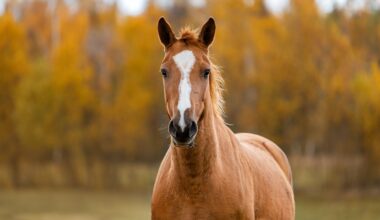 Biotech company launches equine supplement targeting immune and cellular health