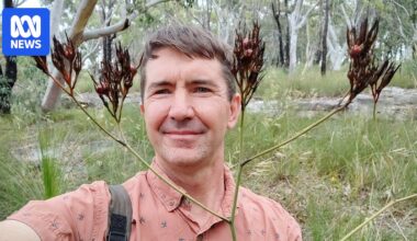 Native bloodroot plant named after iconic Australian Hills hoist clothesline
