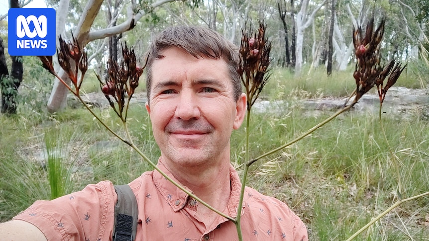 Native bloodroot plant named after iconic Australian Hills hoist clothesline