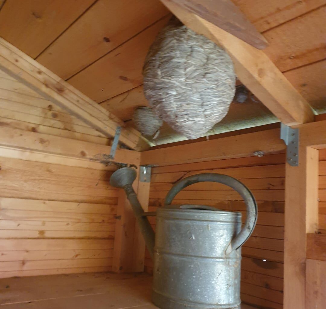 Wespennest(er) im Schuppennentdeckt