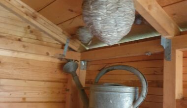 Wespennest(er) im Schuppennentdeckt