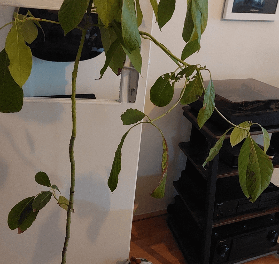 Frage bezüglich Avocado