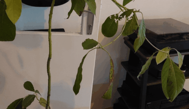 Frage bezüglich Avocado