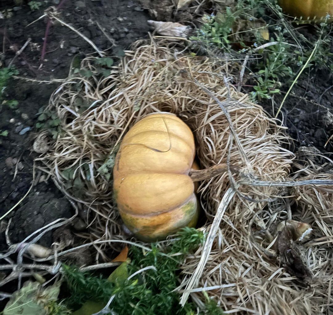 Kann man diese Kürbisse bereits ernten?