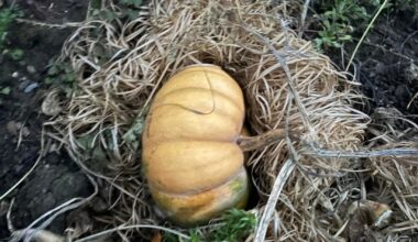 Kann man diese Kürbisse bereits ernten?