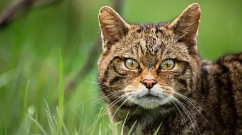 Tom Mason A striped wildcat, hidden amongst the grass, looks down the lens of a camera.