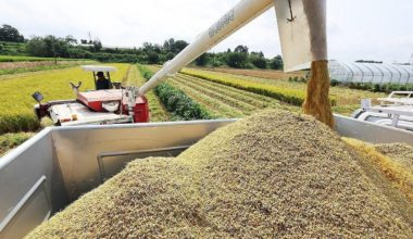 South Korea rice harvest near year low