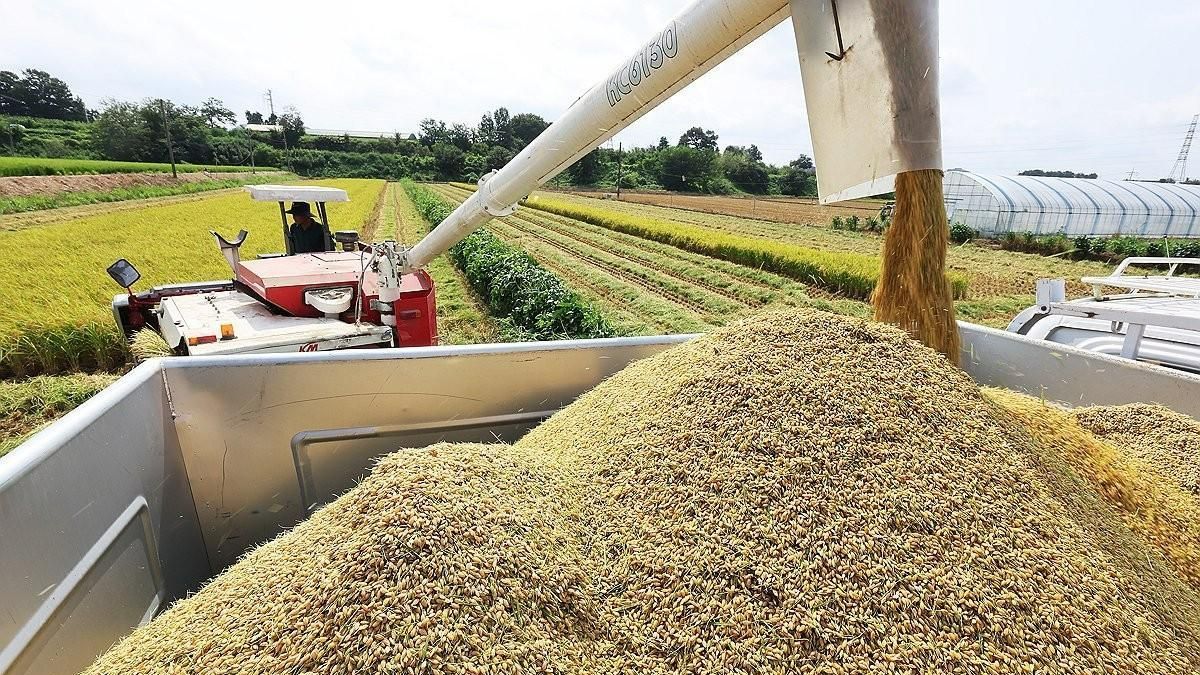 South Korea rice harvest near year low