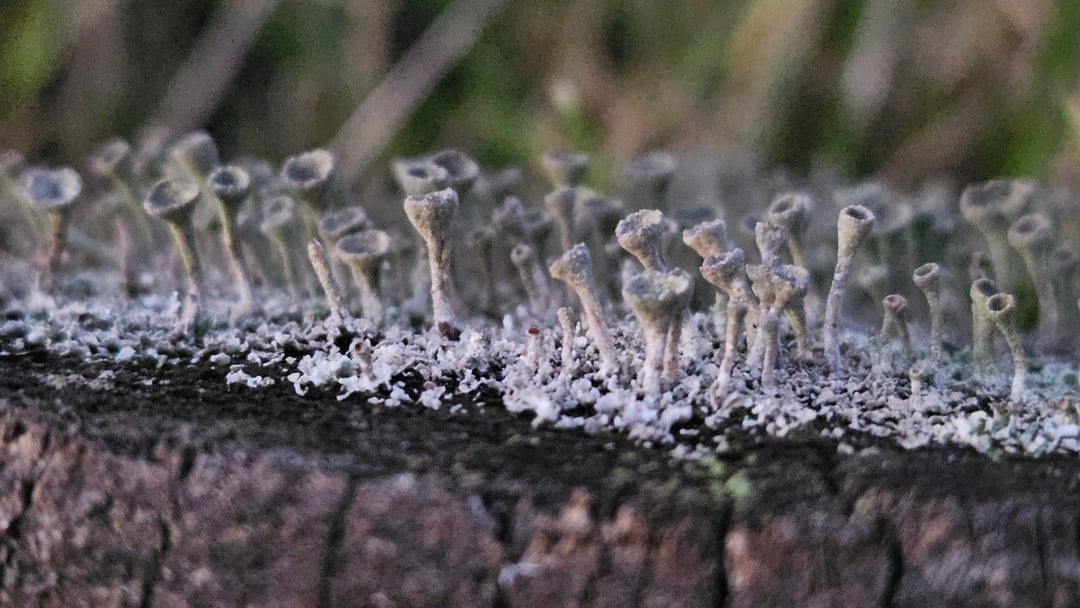 Wie auf einem Alien-Planeten