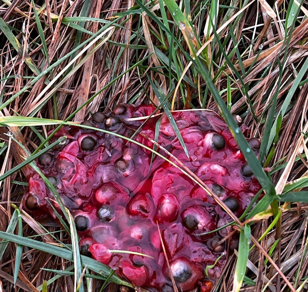 Walking round the campsies today - was is this eyeball goo I kept coming across?