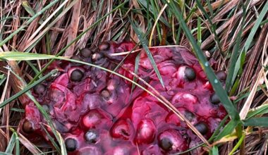 Walking round the campsies today - was is this eyeball goo I kept coming across?