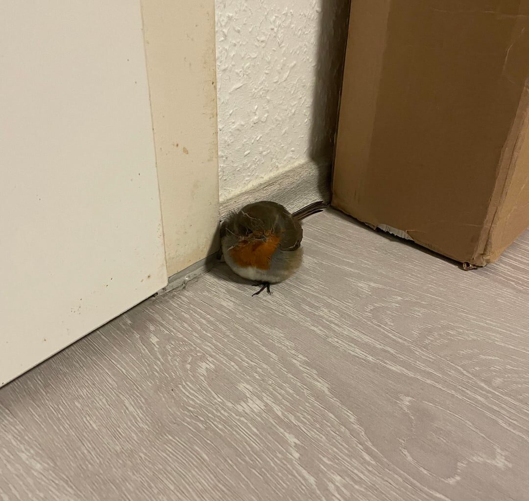 Rotkehlchen in der Wohnung