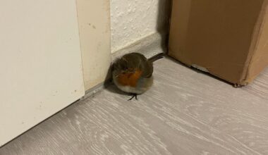 Rotkehlchen in der Wohnung