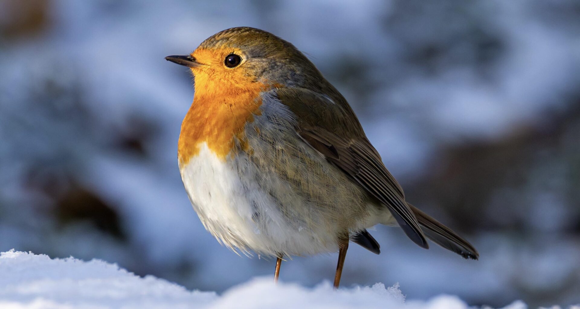 Ein süsses Rotkehlchen geniesst die ersten Sonnenstrahlen nach einer kalten Nacht