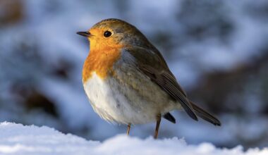 Ein süsses Rotkehlchen geniesst die ersten Sonnenstrahlen nach einer kalten Nacht