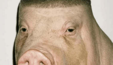 Average Polish male living in Germany.