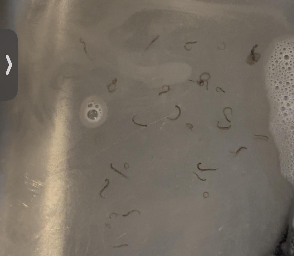 Wir haben auf dem Balkon einen kleinen Springbrunnen. Ich hab gerade die Pumpe gereinigt und mir kamen super viele kleiner Würmer entgegen. Weiß einer was dort gelebt haben könnte?