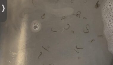 Wir haben auf dem Balkon einen kleinen Springbrunnen. Ich hab gerade die Pumpe gereinigt und mir kamen super viele kleiner Würmer entgegen. Weiß einer was dort gelebt haben könnte?