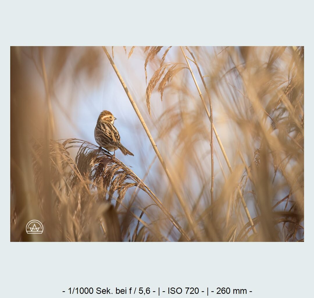 Erstes Mal eine rohrrammer aufm Bild bekommen!