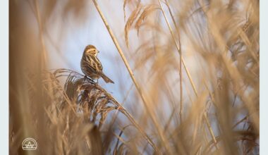 Erstes Mal eine rohrrammer aufm Bild bekommen!