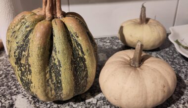 Selbst gezogene Kürbisse. Aber keine Ahnung was für eine Sorte. Weiss das jemand?