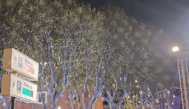 La texture des platanes à Perpignan...