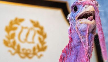 Trump to pardon Thanksgiving turkeys at White House on Tuesday