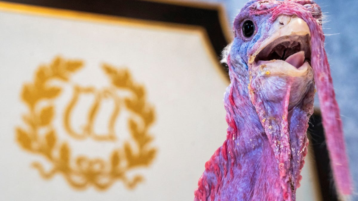 Trump to pardon Thanksgiving turkeys at White House on Tuesday