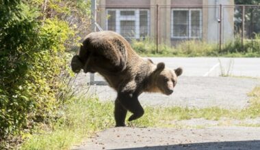 Romania Relaxes Rules on Shooting Bears Near Human Settlements