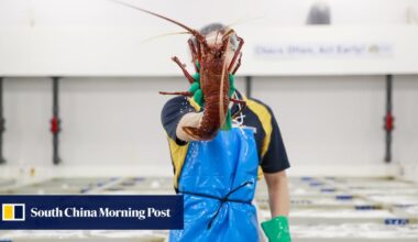 US lobster fishers missing the boat on vital China sales amid trade war