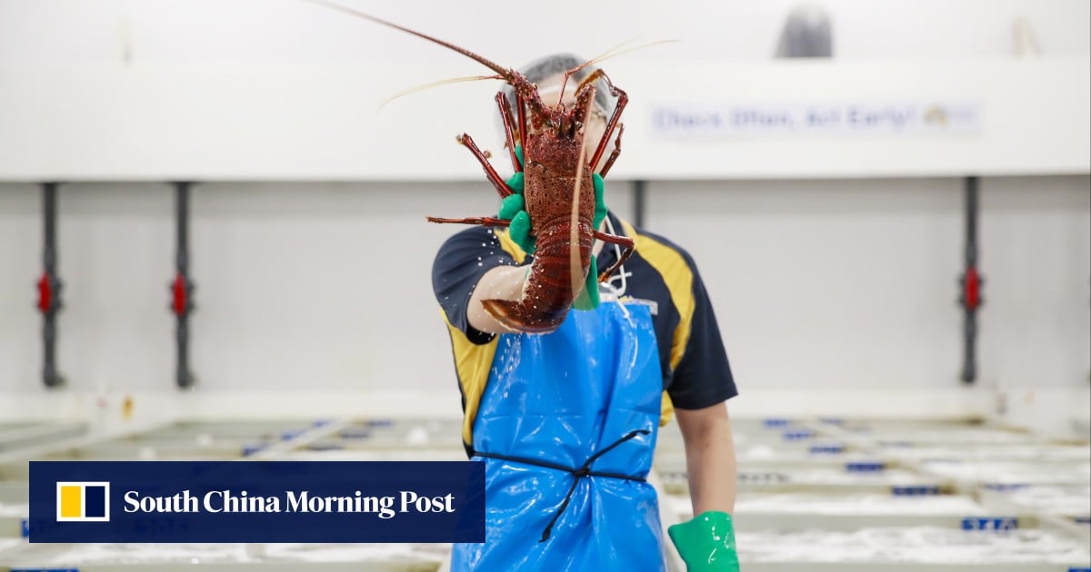 US lobster fishers missing the boat on vital China sales amid trade war