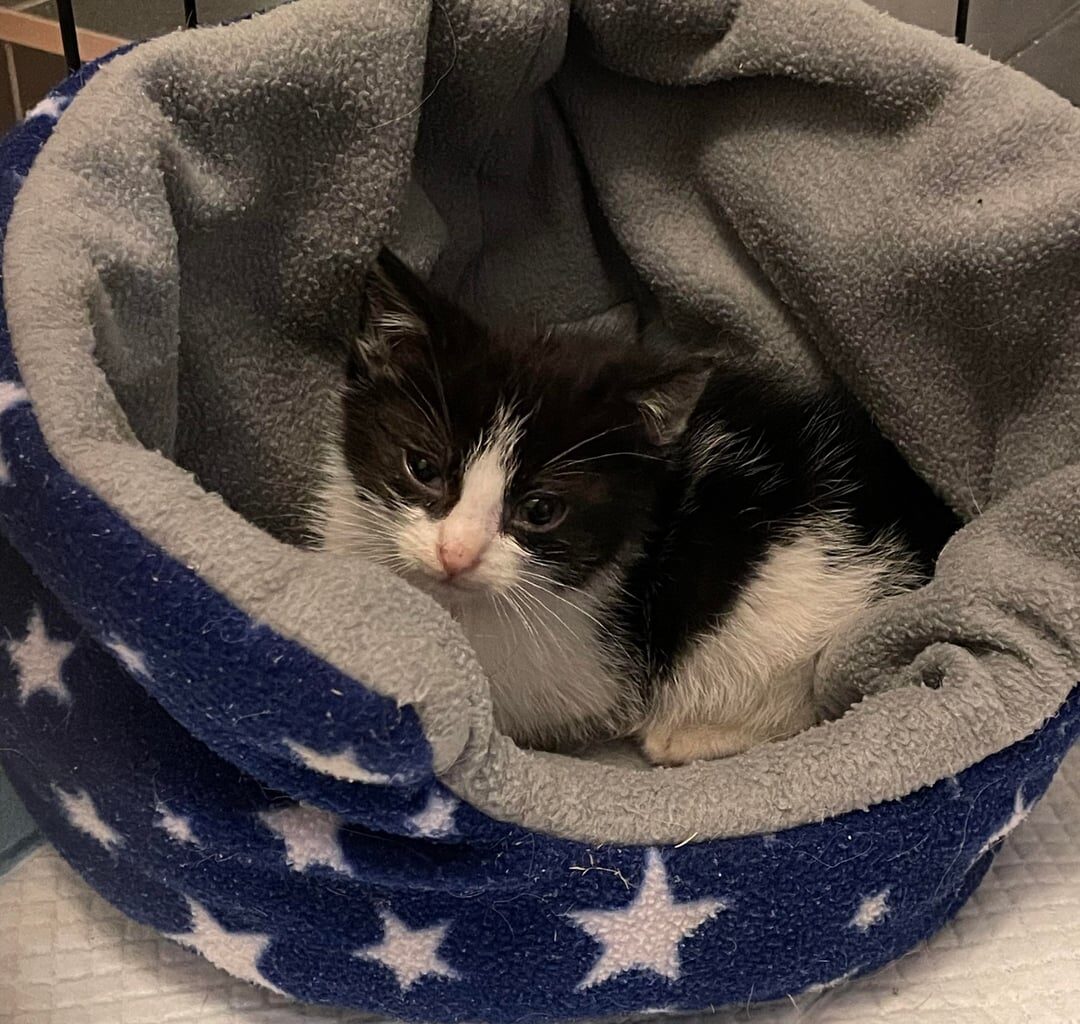 Stray kitten found in Musgrave park