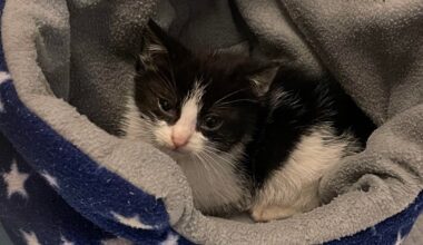 Stray kitten found in Musgrave park